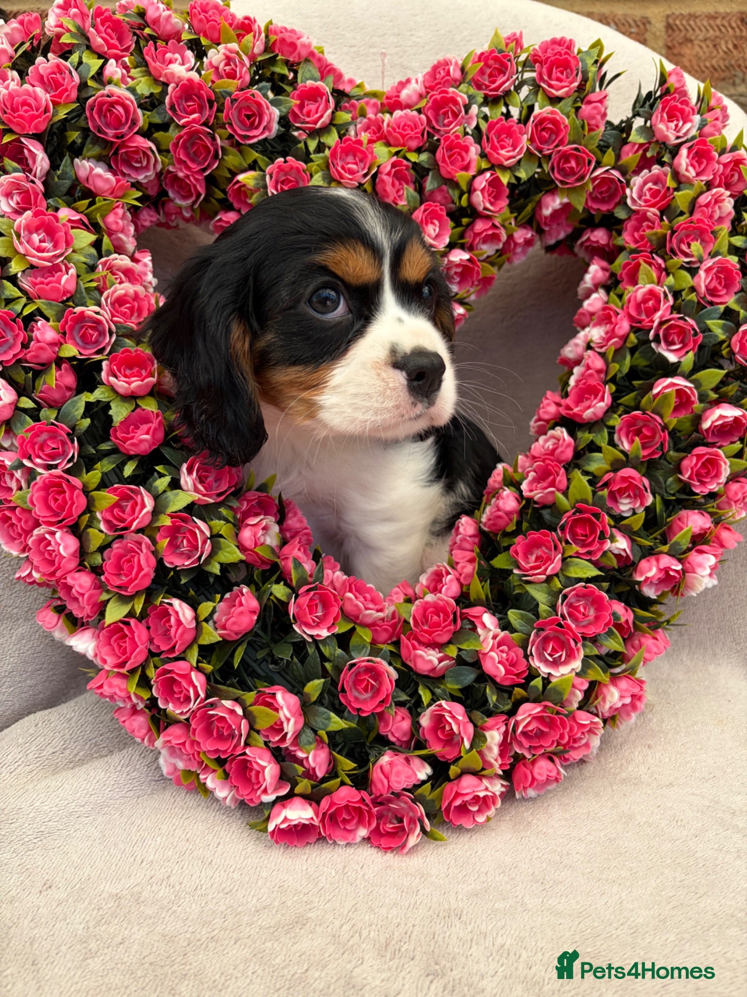 Cavalier King Charles Spaniel dogs Stunning Cavalier King Charles puppies  - Advert 1