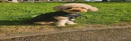 Cavapoo dogs for stud: cute loving full of love stud - Advert 4