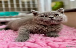 British Longhair cats for sale: British Blue Boys Available x 3 - Image 2
