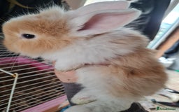 Lionhead rabbits for sale: Three kits left - Image 4