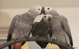 Parrots birds for sale: Tamed African Grey Parrots Available For Sale - Image 4