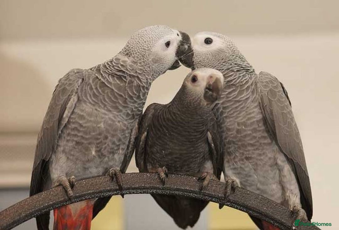 Parrots birds for sale: Tamed African Grey Parrots Available For Sale - Image 4