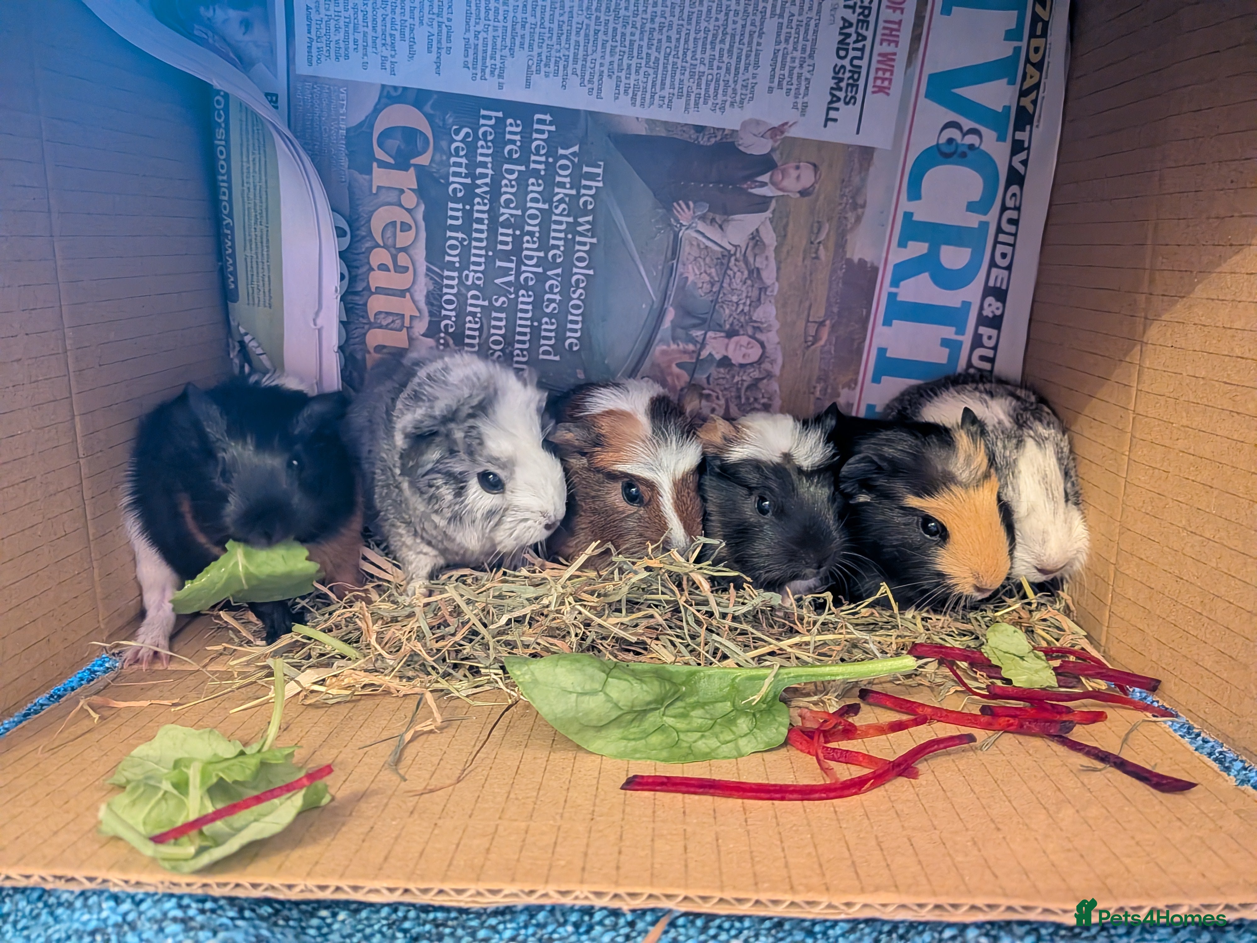 Guinea Pig rodents Two girls and three boys - Advert 16