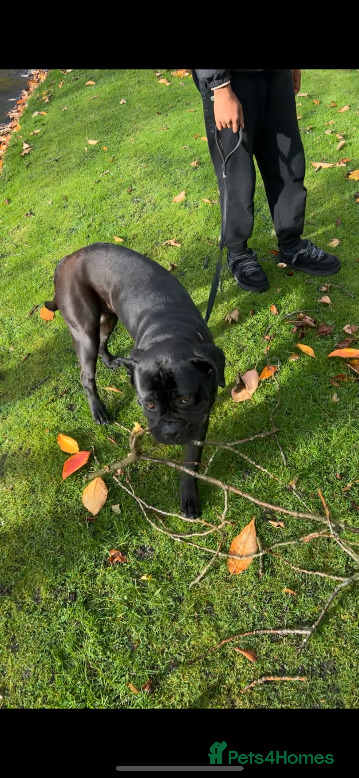 Cane Corso dogs Russian imported CANE CORSA  - Advert 2