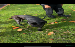 Cane Corso dogs for sale: Russian imported CANE CORSA  - Image 1