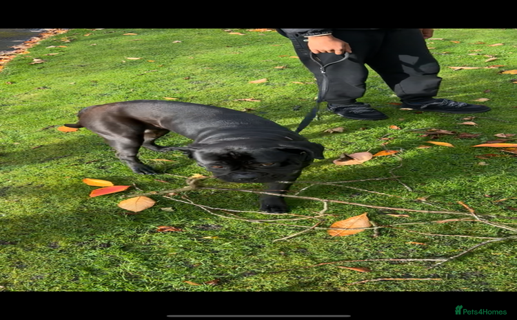 Cane Corso dogs - Advert 2