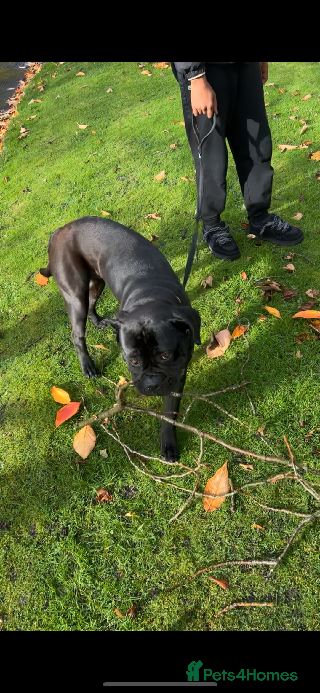 Cane Corso dogs for sale: Russian imported CANE CORSA  - Image 1