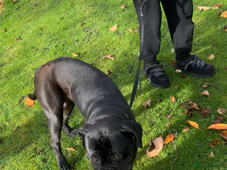 Cane Corso dogs - Advert 1