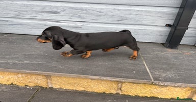 Dachshund dogs - Advert 6