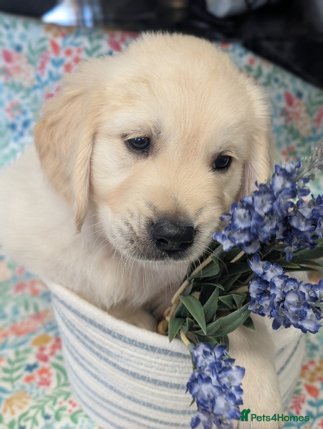 Golden Retriever dogs for sale:  KC Registered Golden Retriever Puppies.  - Image 10