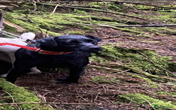 Patterdale Terrier dogs for sale: Patterdale terrier male puppy - Image 5