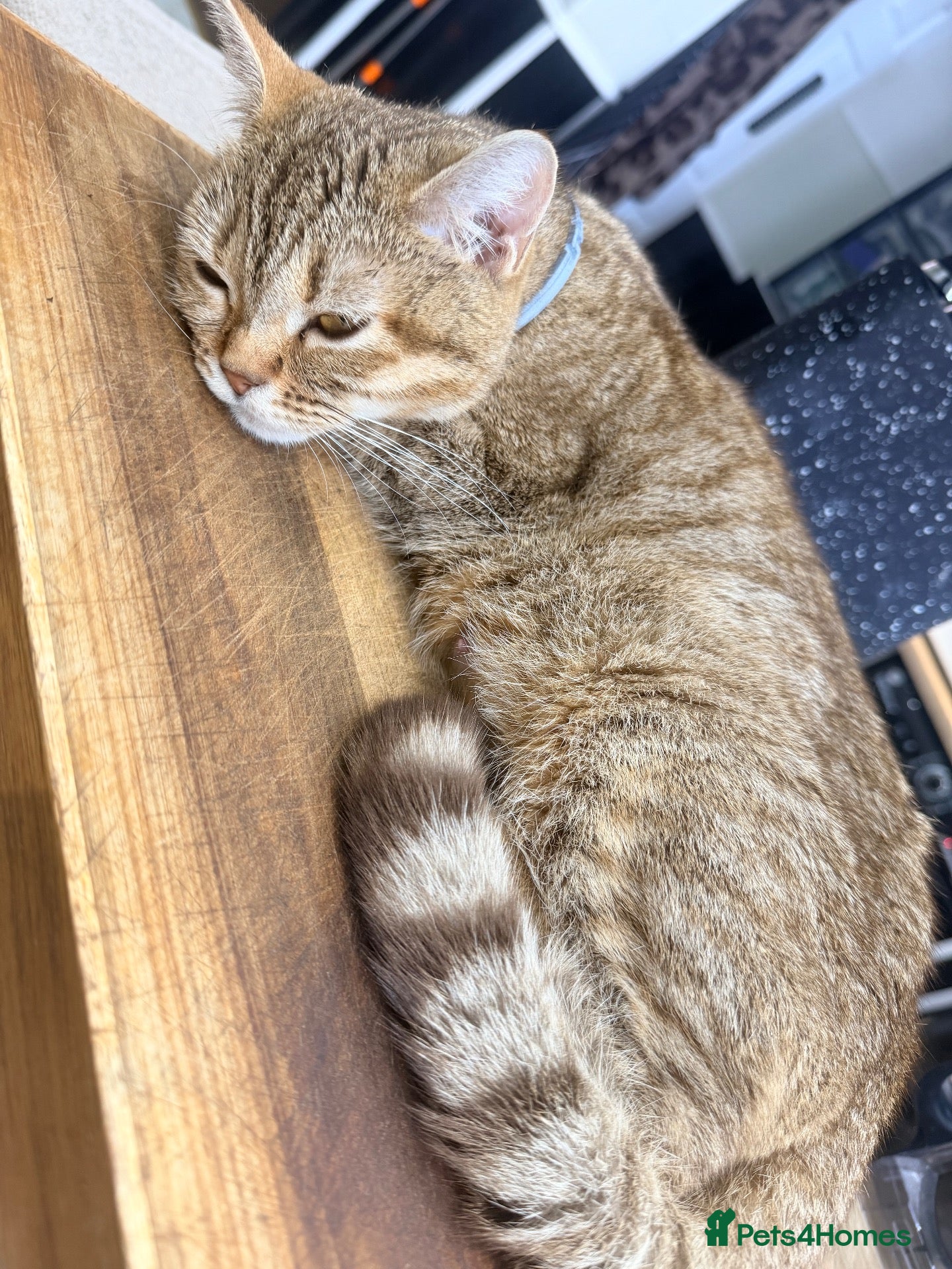 Mixed Breed cats Beautiful fluffy kittens  - Advert 3