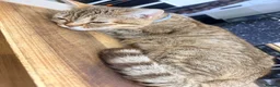 Mixed Breed cats for sale: Beautiful fluffy kittens  - Advert 1