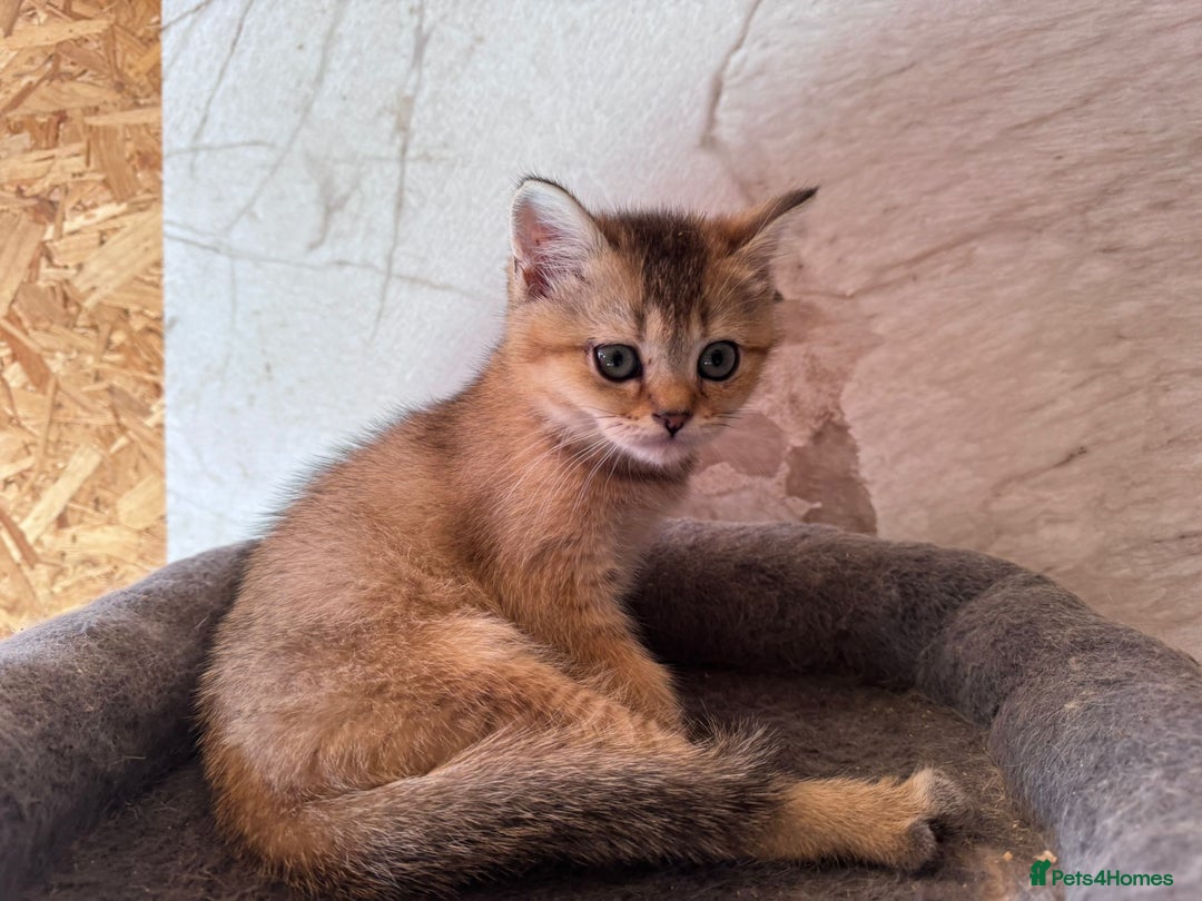 Scottish Fold cats for sale: Scottish fold kittens in hull - Image 28