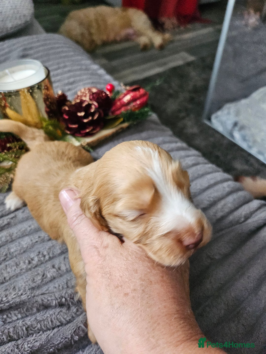 Cockapoo dogs for sale: F2 cockerpoo puppies  - Image 5