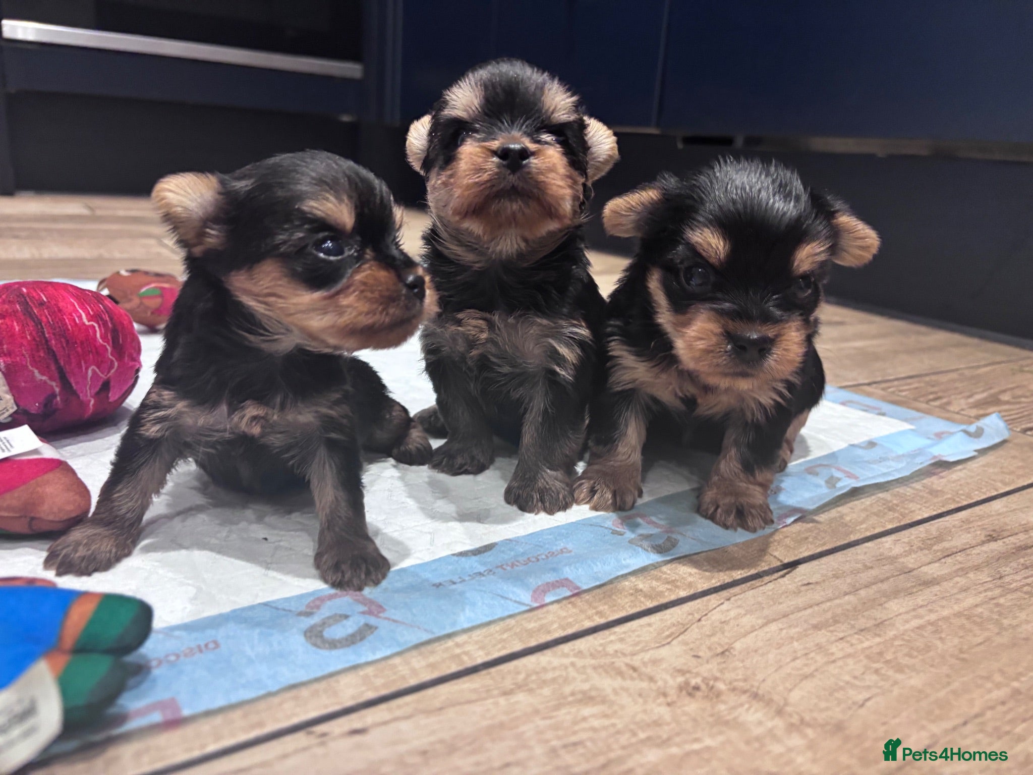 Yorkshire Terrier dogs Yorkshire Terrier Puppies  - Advert 2