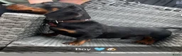 Dachshund dogs for sale: Dashund  in Wednesbury - Advert 5