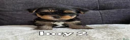Yorkshire Terrier dogs for sale: Outstanding Pedigree Yorkshire Terrier Puppies ❤️ - Advert 5