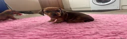 Dachshund dogs for sale: Stunning KC Registered Standard Dachshunds  - Advert 14