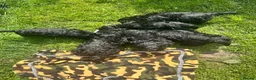 Miniature Poodle dogs for sale: STUNNING LITTER OF 6 BLACK MINIATURE POODLES - Advert 6