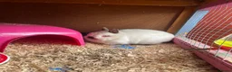 British Giant rabbits for sale: Netherland dwarf - Advert 4