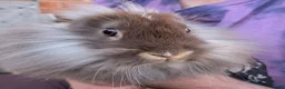 Mixed Breed rabbits for sale: Lionhead and Satin 12week old rabbits - Advert 7