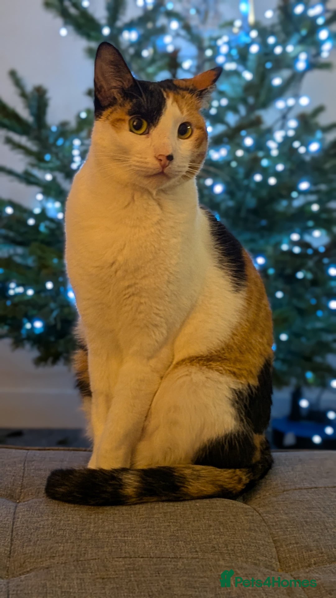 Arabian Mau cats for adoption: Female Rescue Cat for Adoption - Advert 1