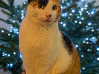 Arabian Mau cats Female Rescue Cat for Adoption - Advert 7