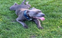 Staffordshire Bull Terrier dogs for stud: Stud dog stunning blue KC registered  in Westerham - Image 3