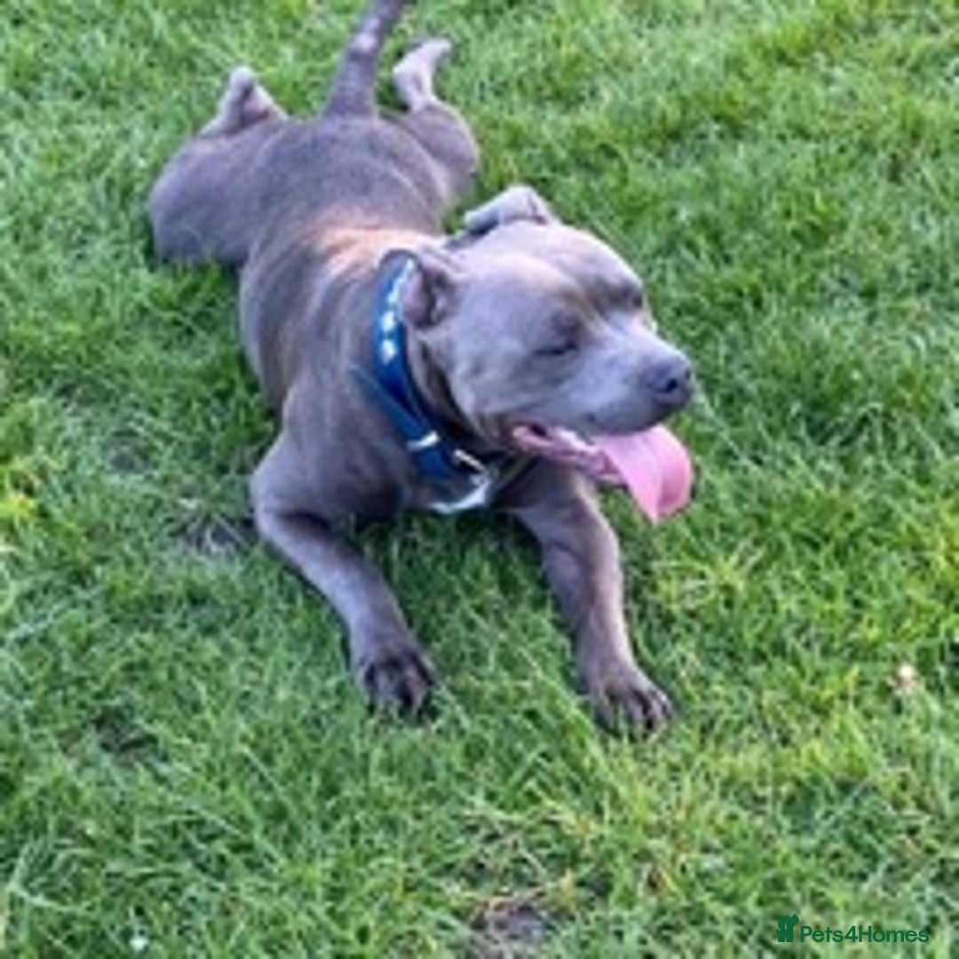 Staffordshire Bull Terrier dogs for stud: Stud dog stunning blue KC registered  in Westerham - Image 3