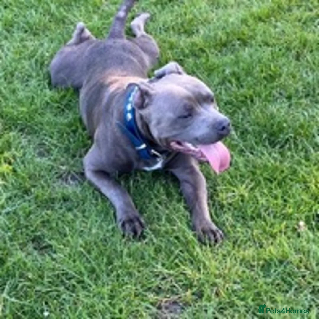 Staffordshire Bull Terrier dogs for stud: Stud dog stunning blue KC registered  in Westerham - Advert 3