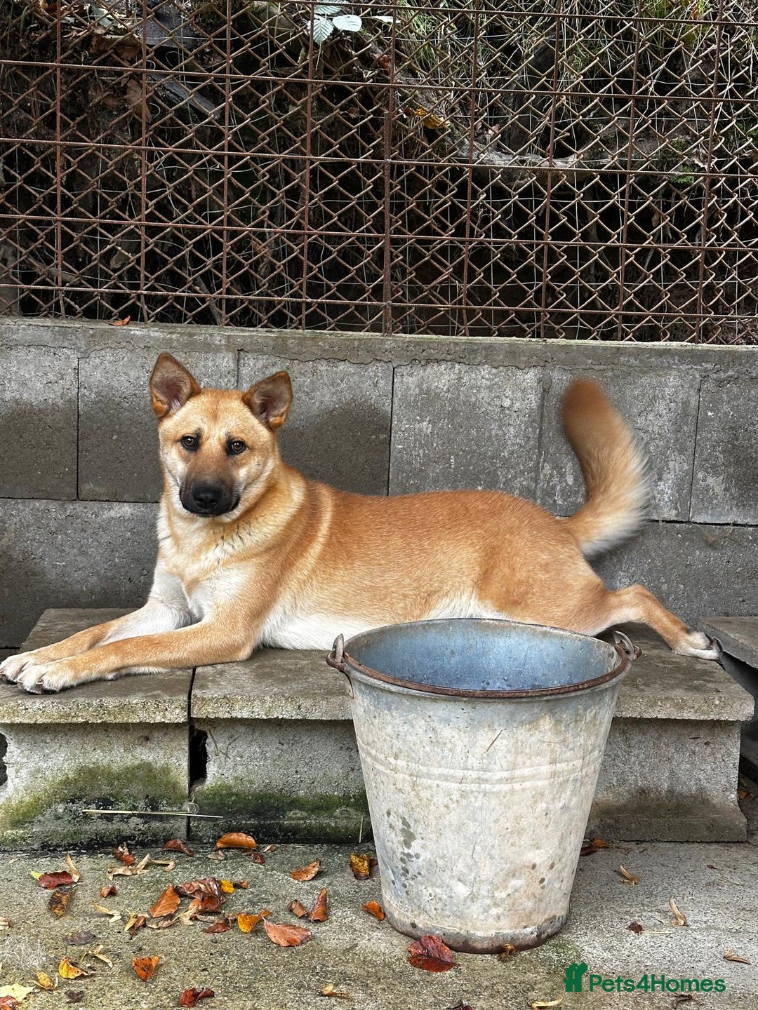 Mixed Breed dogs for adoption: Eva is ready for a second chance  - Advert 2