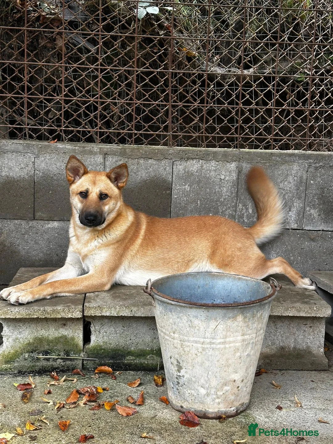 Mixed Breed dogs for adoption: Eva is ready for a second chance  - Advert 2