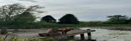 Cocker Spaniel dogs for stud: Handsome Golden Working Cocker for Stud KC Reg - Advert 17
