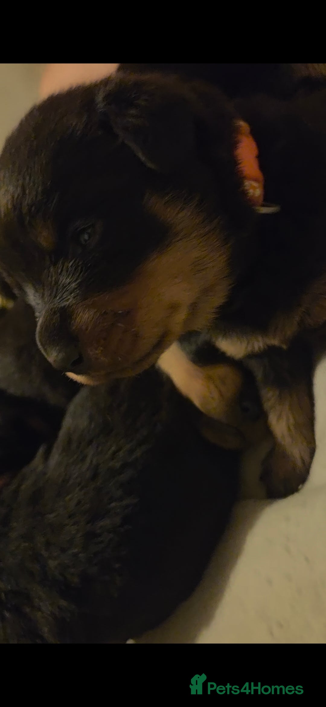 Rottweiler dogs for sale: Rottweiler puppies - Advert 13