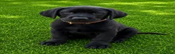 Labrador Retriever dogs for sale: KC Registered Pedigree Labrador Puppies - Advert 10