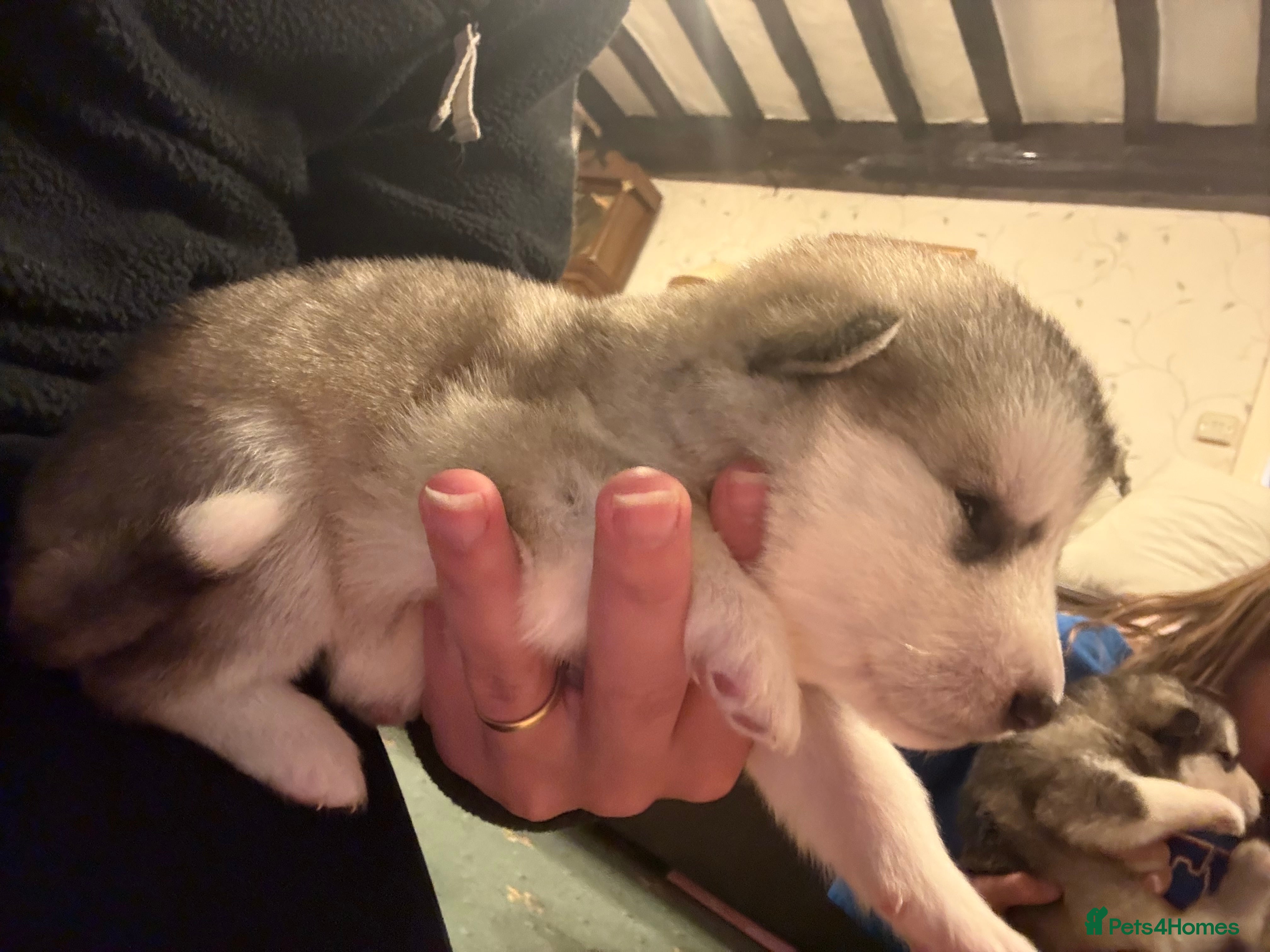 Alaskan Malamute dogs for sale: K.C Registered Quality Alaskan Malamute Puppies - Advert 11