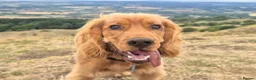 Cocker Spaniel dogs for stud: Lemongrass Cocker spaniel pet for stud. in Cullompton - Advert 1