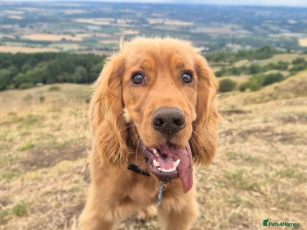Cocker Spaniel dogs for stud: Lemongrass Cocker spaniel pet for stud. in Cullompton - Advert 1