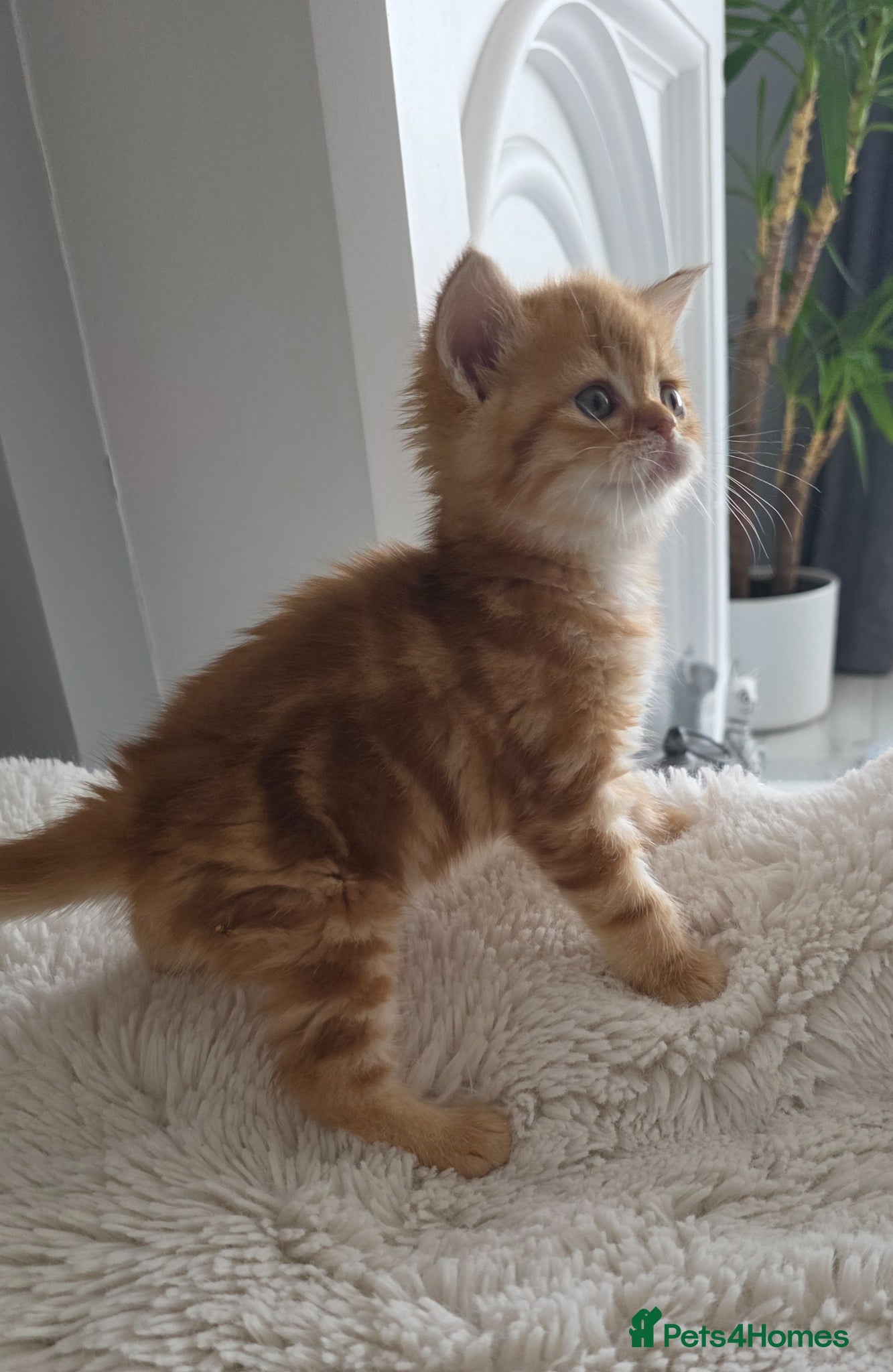 Scottish Fold cats Purebred kitten, best in UK - Advert 1