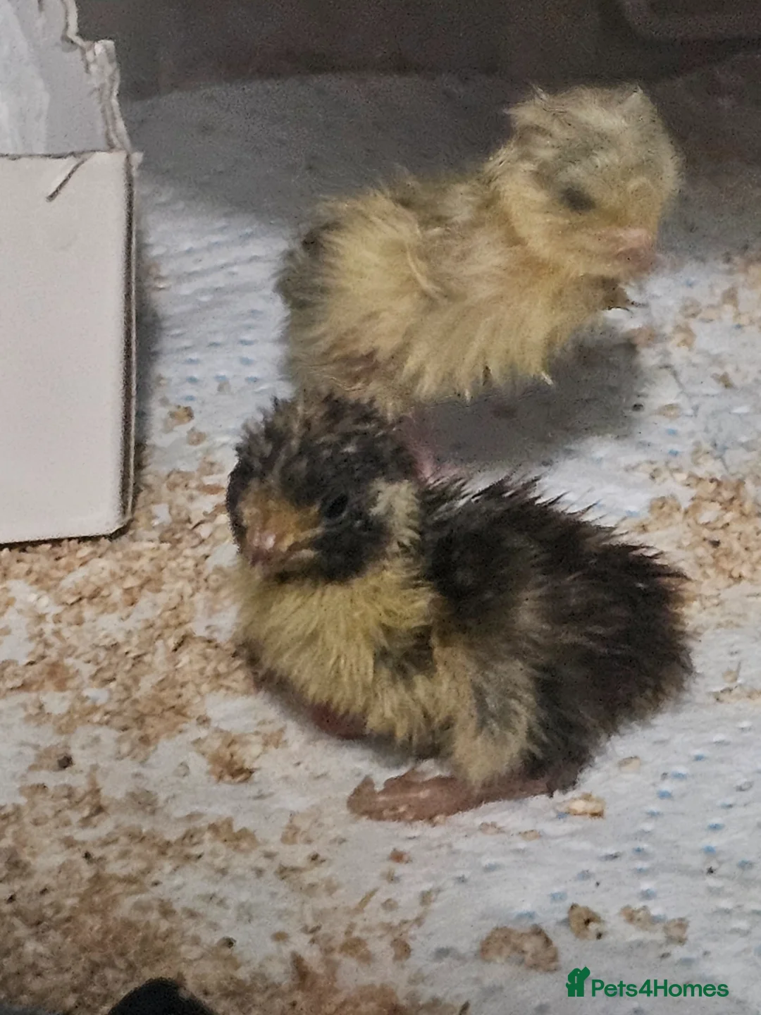 Mixed Breed birds for sale: Hatching button quail eggs for sale  in Andover - Advert 1