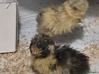 Mixed Breed birds Hatching button quail eggs for sale - Advert 10