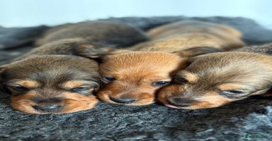 Miniature Dachshund dogs - Advert 10