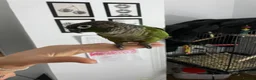 Conures birds for sale: beautiful 18 month old green cheek conure in Newport - Advert 3