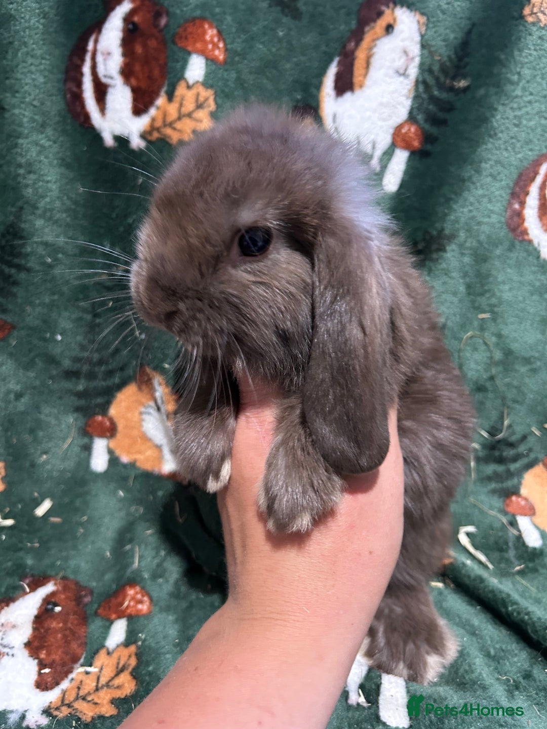 Mini Lop rabbits for sale: Beautiful True to Type Baby Mini Lops  - Image 8