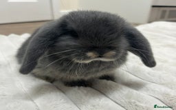 Mini Lop rabbits for sale: Gorgeous Mini Lop Babies - Image 3