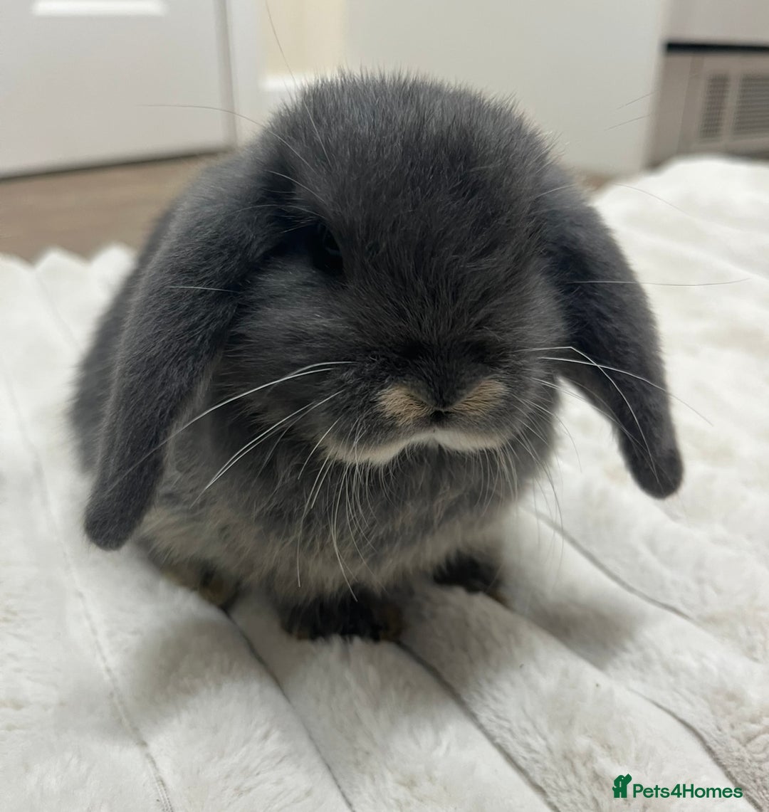 Mini Lop rabbits for sale: Gorgeous Mini Lop Babies - Image 3