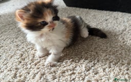 British Longhair cats for sale: 3 beautiful blue eyed British longhair - Image 11