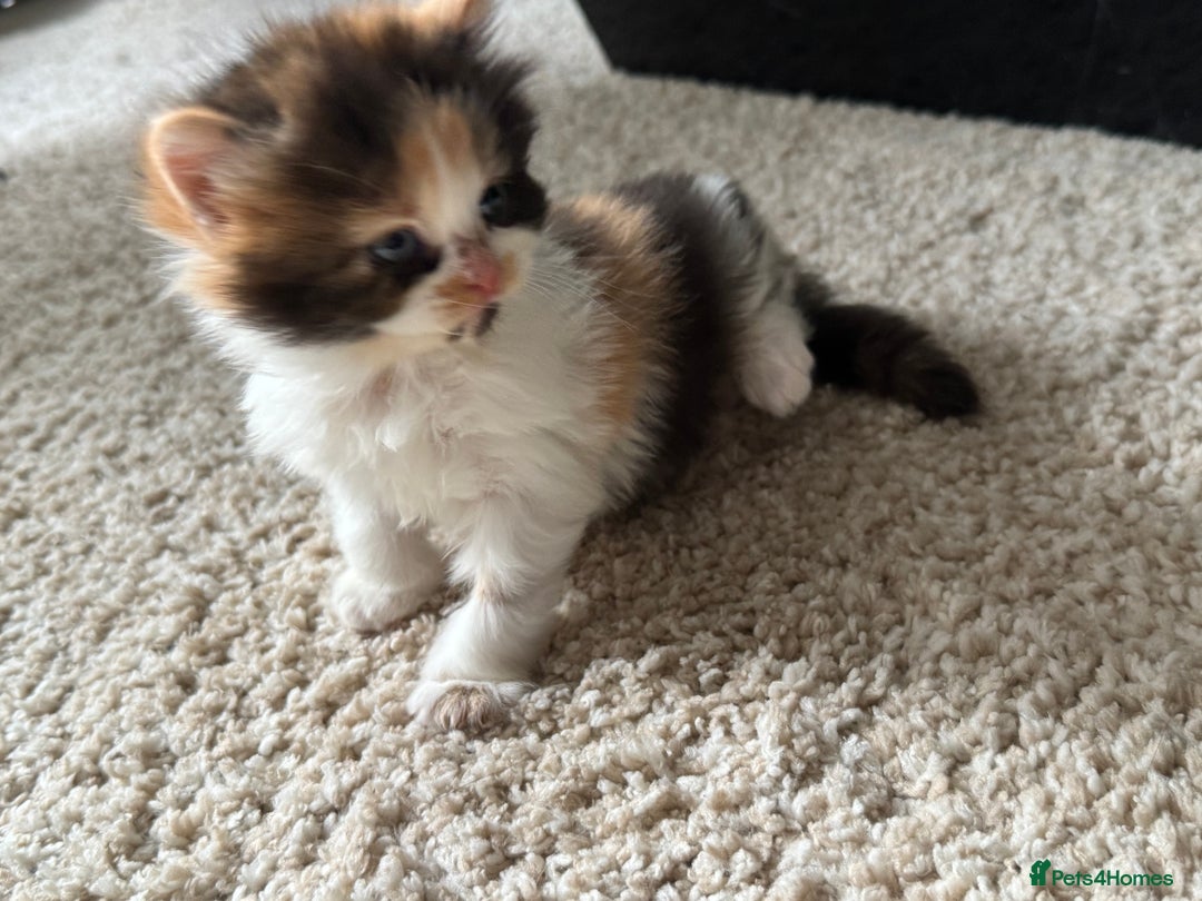 British Longhair cats for sale: 3 beautiful blue eyed British longhair - Image 11