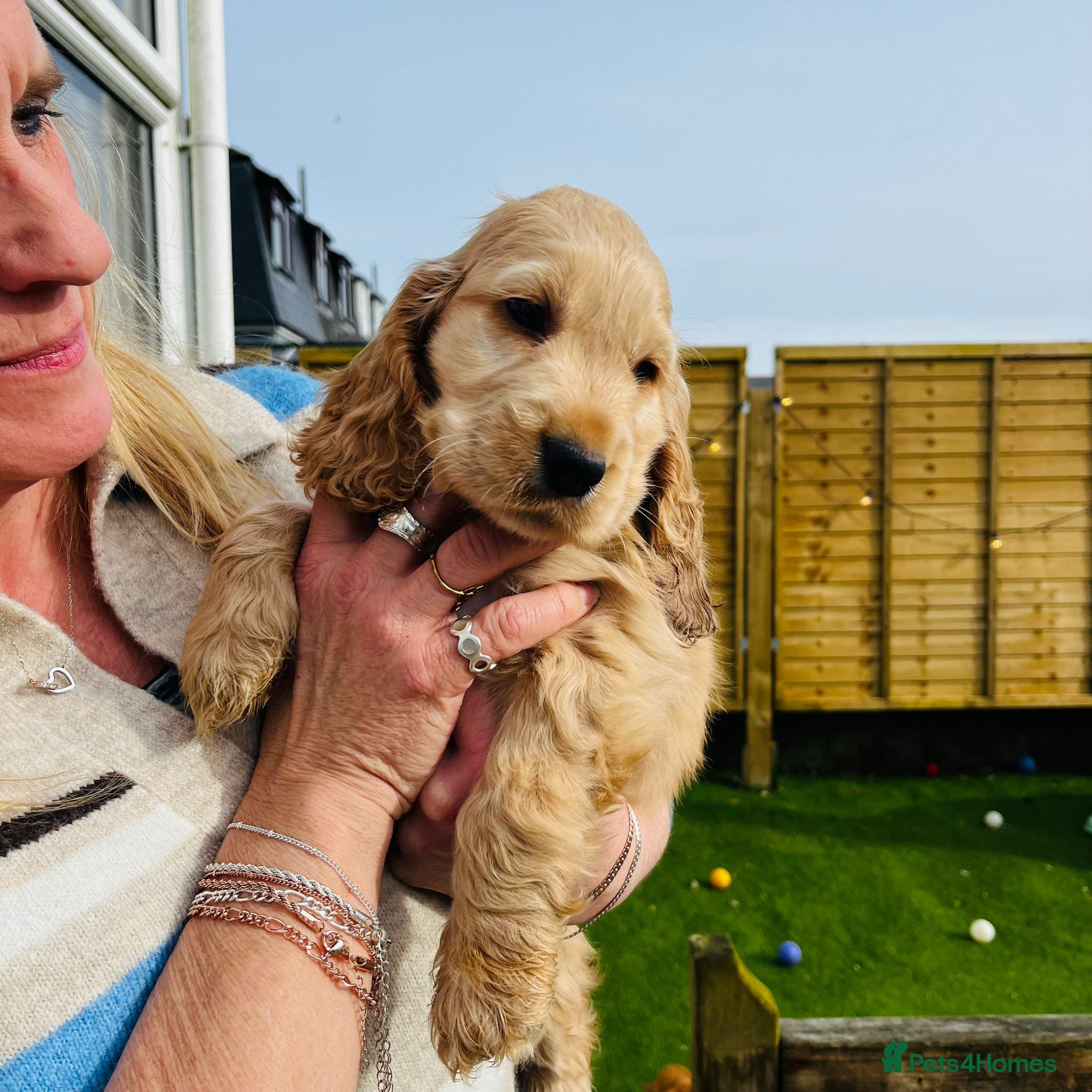 Cocker Spaniel dogs Health tested Boxing day show Cocker Spaniels   - Advert 11